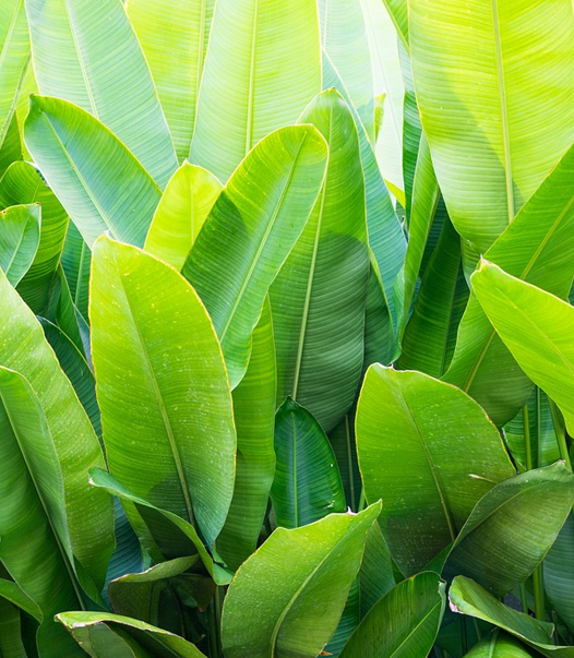 Banana Leaf