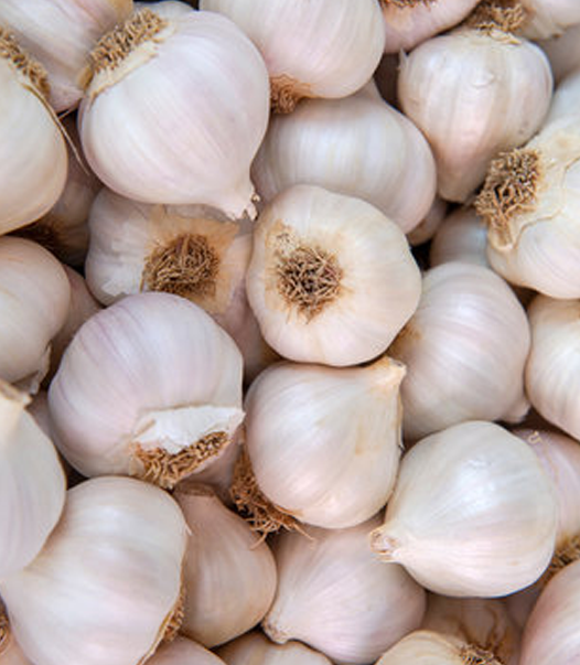 Garlic