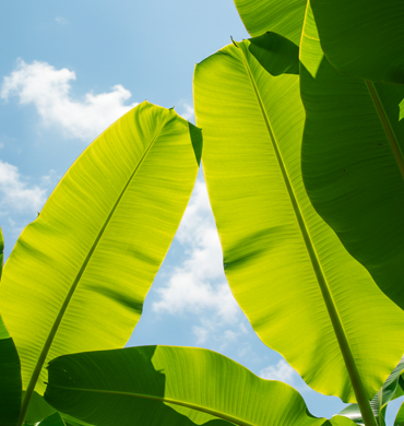 Banana Leaves