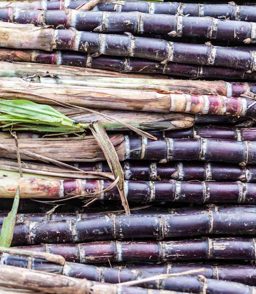 Sugarcane